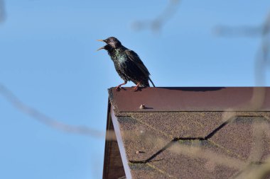 Ev çatısında yaygın sığırcık (sturnus vulgaris)
