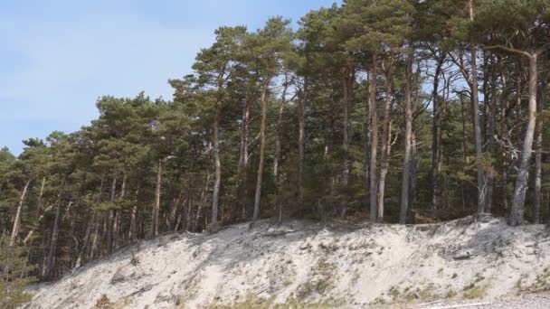 Östersjön Sandstrand Med Höga Gröna Talldyner Våren Blåsig Dag — Stockvideo