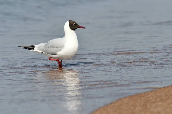 Widok Bliska Mewę Siedzącą Przy Plaży — Zdjęcie stockowe