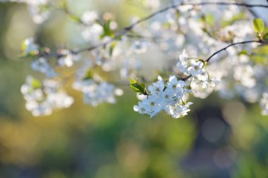 İlkbaharda kiraz çiçekleri açar. Kuş kiraz ağacının bahar çiçekleri.