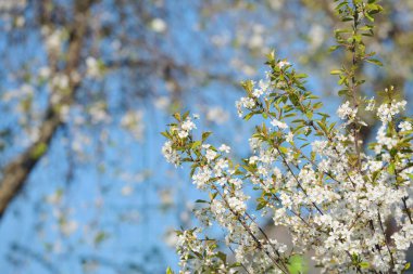 İlkbaharda kiraz çiçekleri açar. Kuş kiraz ağacının bahar çiçekleri. 