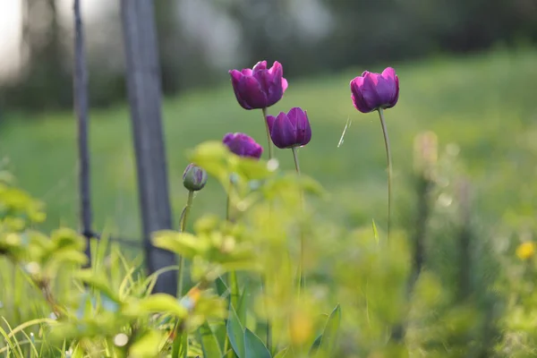 Fleurs Tulipes Tulipes Colorées Ensoleillées Lumineuses Jardin — Photo