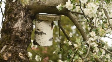 A blue tit bird flying into and out of a nesting box, HD video