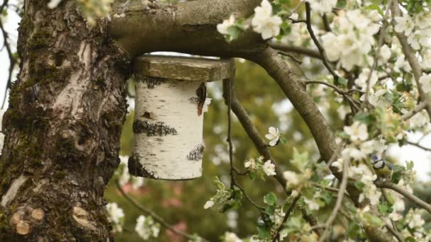 Blue Tit Bird Flying Out Nesting Box Video — Stock Video