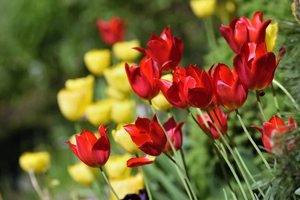 Fleurs Tulipes Tulipes Colorées Ensoleillées Lumineuses Jardin — Photo