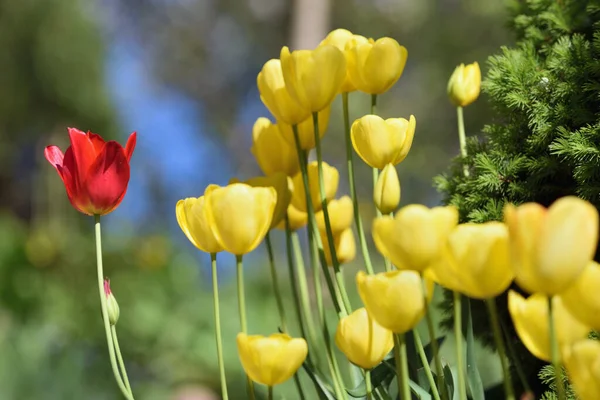 Fleurs Tulipes Tulipes Colorées Ensoleillées Lumineuses Jardin — Photo