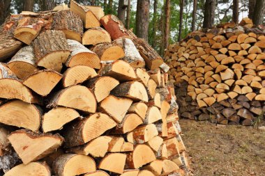 Kış için yakacak odun hazırlıyorum. Yakacak odun geçmişi, ormanda yakacak odun yığınları. Yakacak odun yığını.