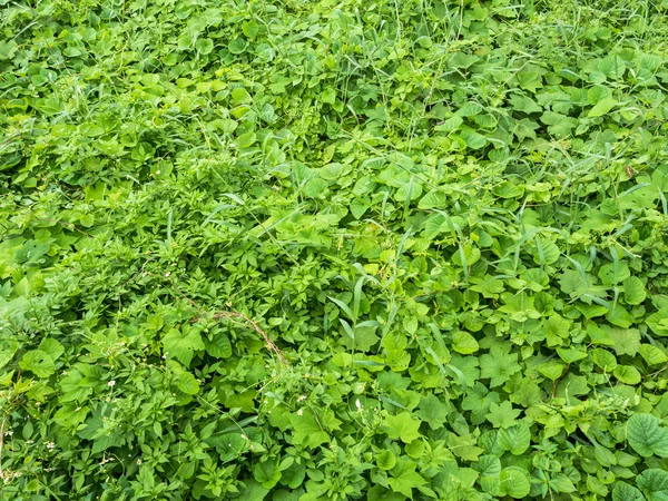 Blick von oben auf das grüne Gras. — Stockfoto