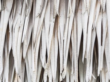 Kuru hurma yaprakları