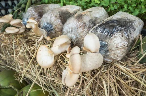 Вирощування грибів — стокове фото