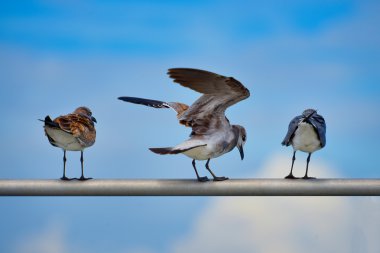 Üç martıları korkuluk doğal ışık oturan
