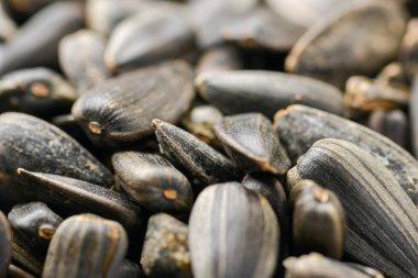 Bir sürü Ayçiçeği tohumları