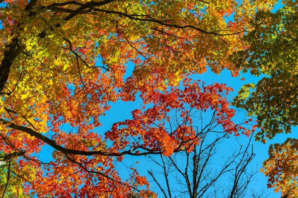 Leaf maple bomen en lucht in natuurlijk licht — Stockfoto
