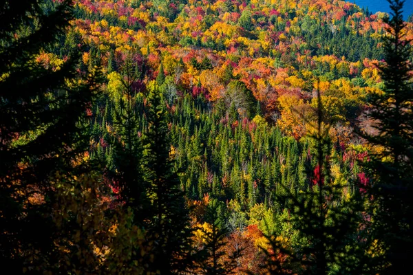 日光の下で秋の森を表示 — ストック写真