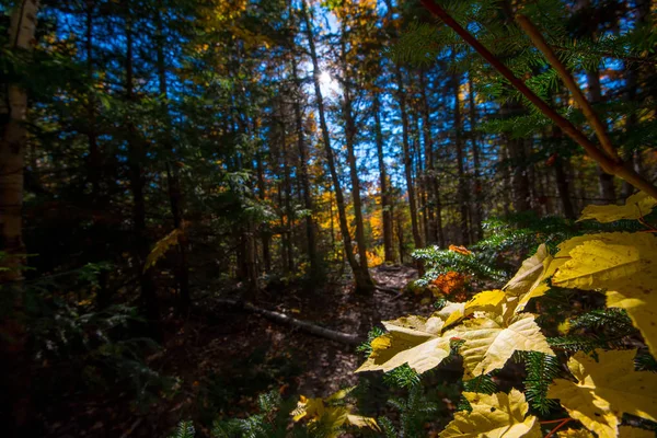 日光の下で森林のカエデを葉します。 — ストック写真