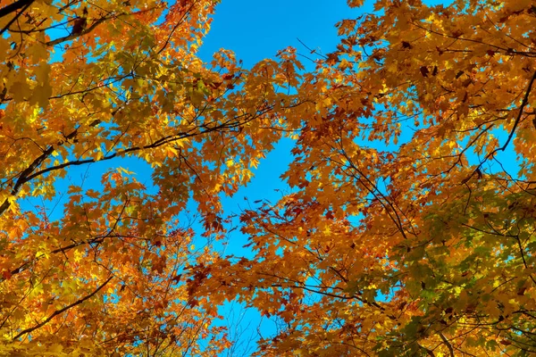 Árboles de hoja de arce y el cielo en luz natural —  Fotos de Stock