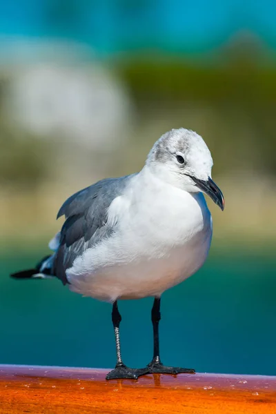 Måsen på en bjälke i dagsljus — Stockfoto