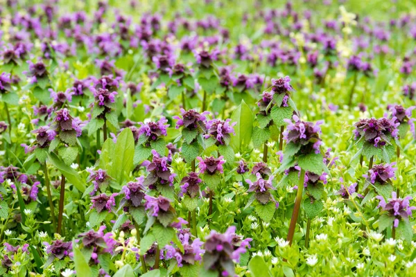 A mező a természetes fény lila virágok — Stock Fotó