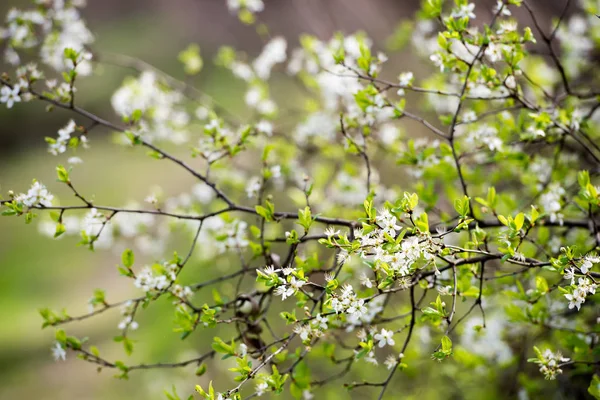 Primavera florescendo ramos de árvores em luz natural — Fotografia de Stock