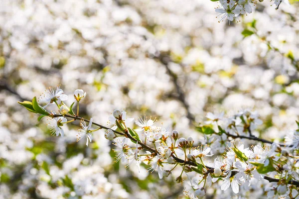 Fiore di ciliegio primavera luce del giorno — Foto Stock