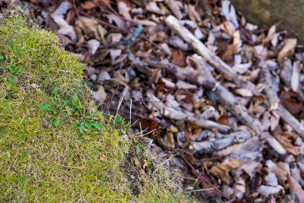 自然光の中で乾燥した木材の草の背景 — ストック写真