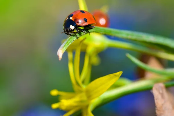 Ladybug on top of grass in natural light — Stock Photo, Image