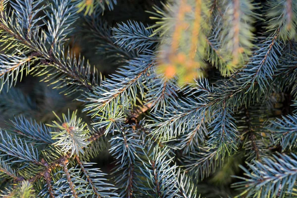 Fir branch in natural light — Stock Photo, Image