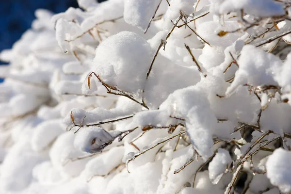 Snö på grenarna i dagsljus — Stockfoto