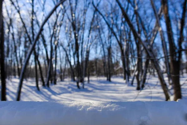 Снег в лесу при естественном свете — стоковое фото