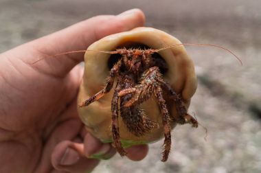 münzevi kimse Yengeç kabuğu