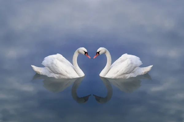 Schwanenliebe. Liebe zu Schwänen. ein Paar weißer Schwäne in einem märchenhaften, himmlisch bewölkten See — Stockfoto