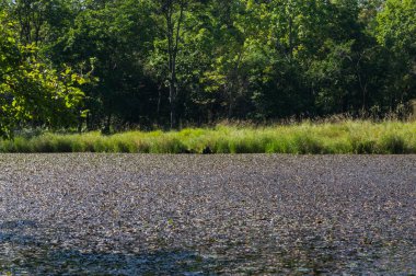 Çim ile büyümüş gölet.