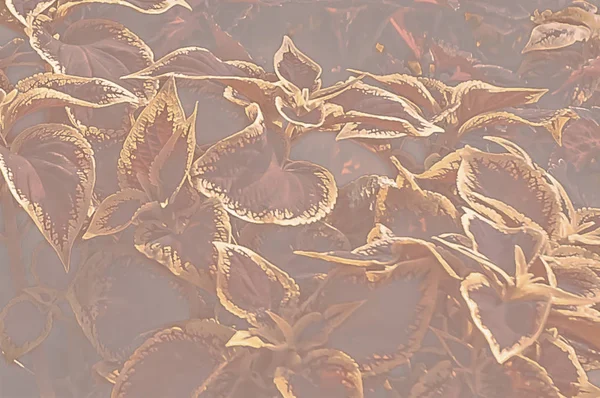 Leaves of flowers. Red gold leaf background — Stock Photo, Image