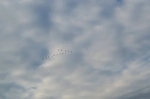Vögel fliegen über einen himmelblauen Himmel. — Stockfoto