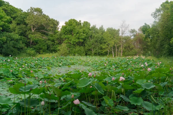 Lake of lotuses