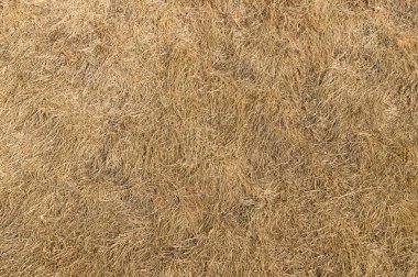 Çimlerin üstünde kuru ot