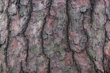 Ağaç kabuğu. Sedir. Çam. İğne yapraklı.