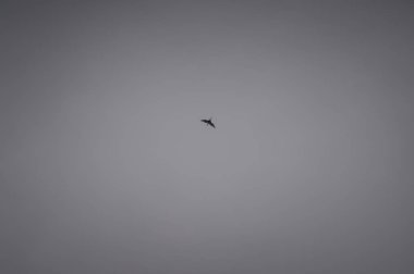 Yalnız kuş siluet.