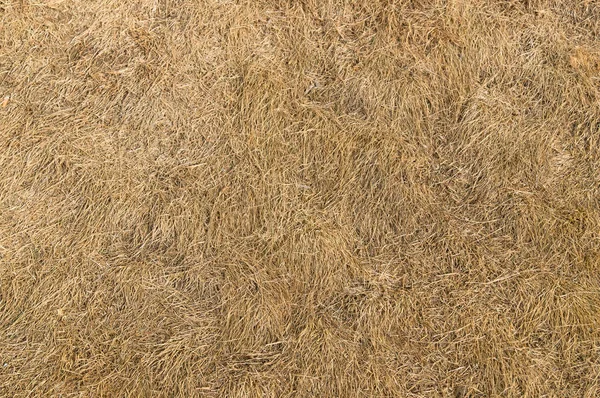 Çimlerin üstünde kuru ot