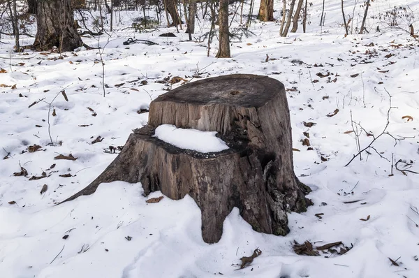 Stump dans la forêt en hiver — Photo