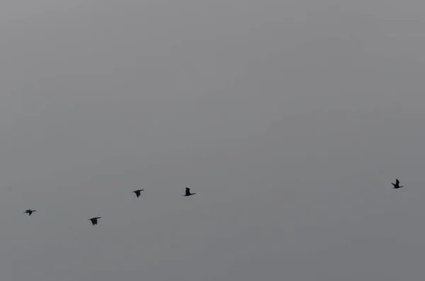 Silhouettes of birds — Stock Photo, Image