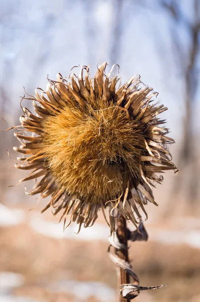 Torkade agrimony i en vinter skog — Stockfoto