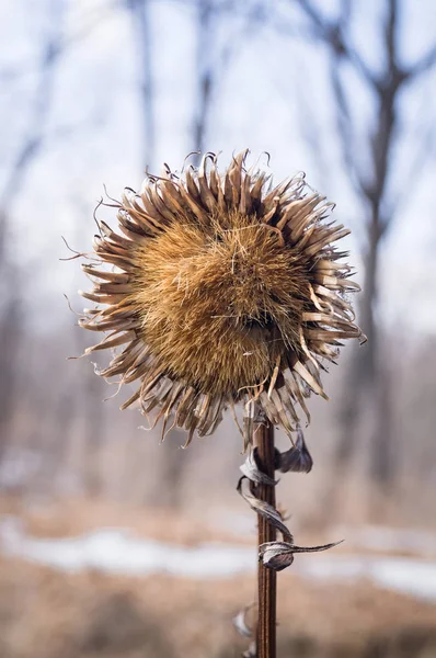 Torkade agrimony i en vinter skog. Mörka — Stockfoto