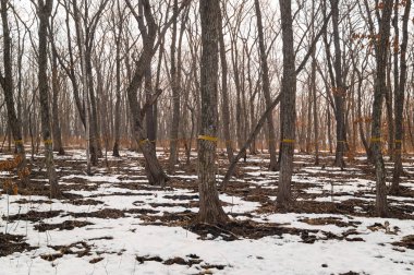 Ağaç kesme işaretleri