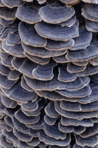 Mushroom group inedible on a stump. Beautiful background in scale — Stock Photo, Image