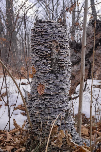 Stump et champignons dans la forêt — Photo