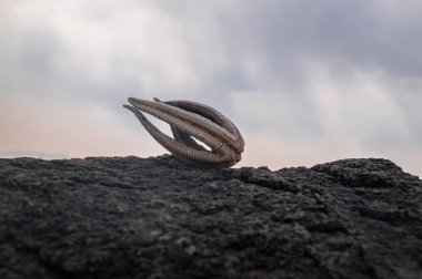 Yabancı deniz yıldızı. Daralt