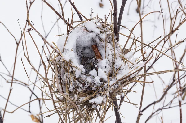 Gniazdo, porzucony w lesie zimą — Zdjęcie stockowe