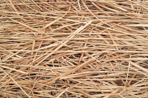 Heno o paja o hierba seca textura de fondo . —  Fotos de Stock