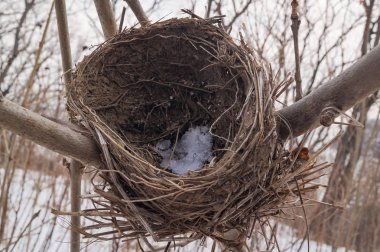 Kış ormanda terk yuva